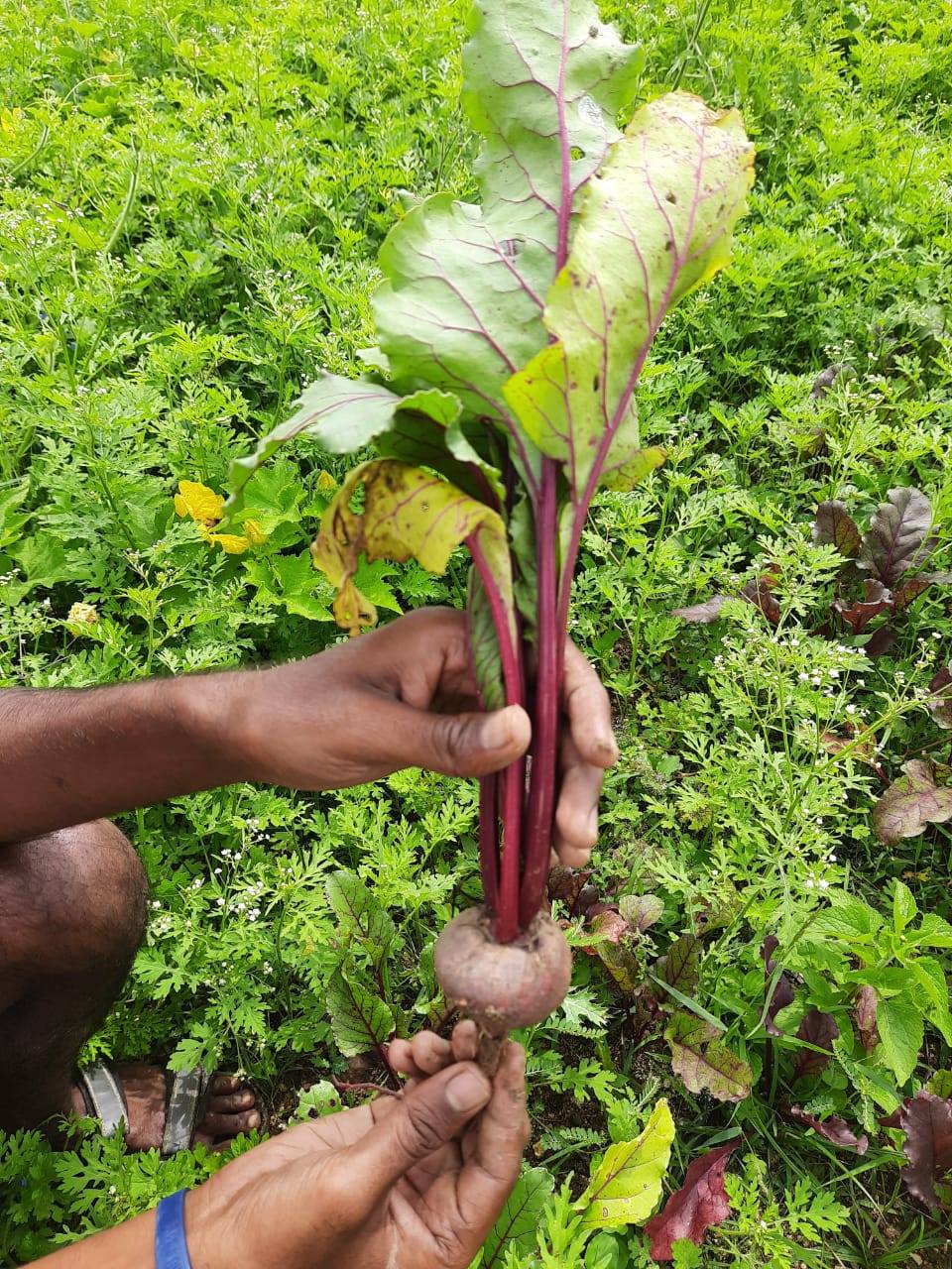 Natural Farming